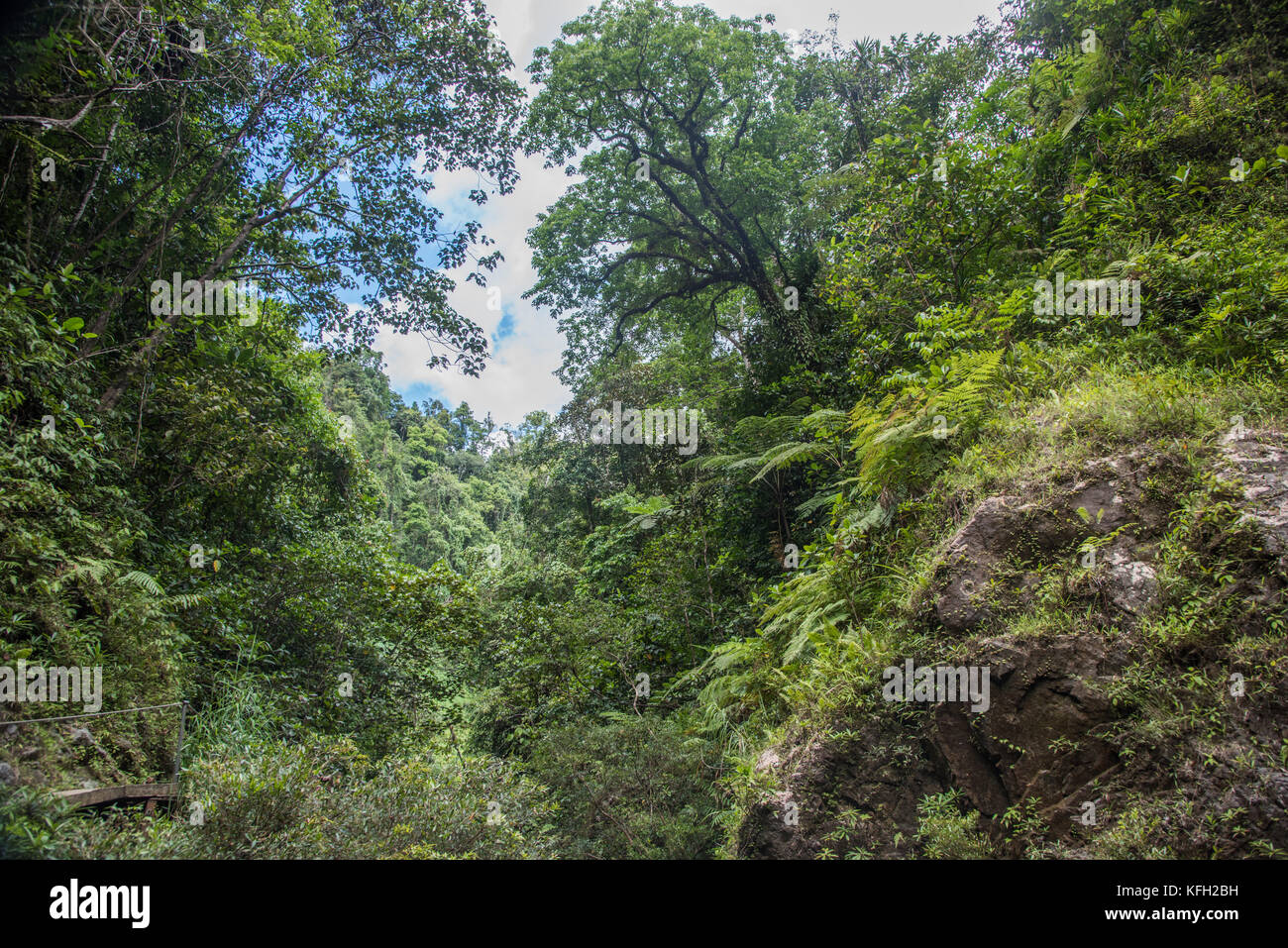 Tree fern rainforest fiji hi-res stock photography and images - Alamy