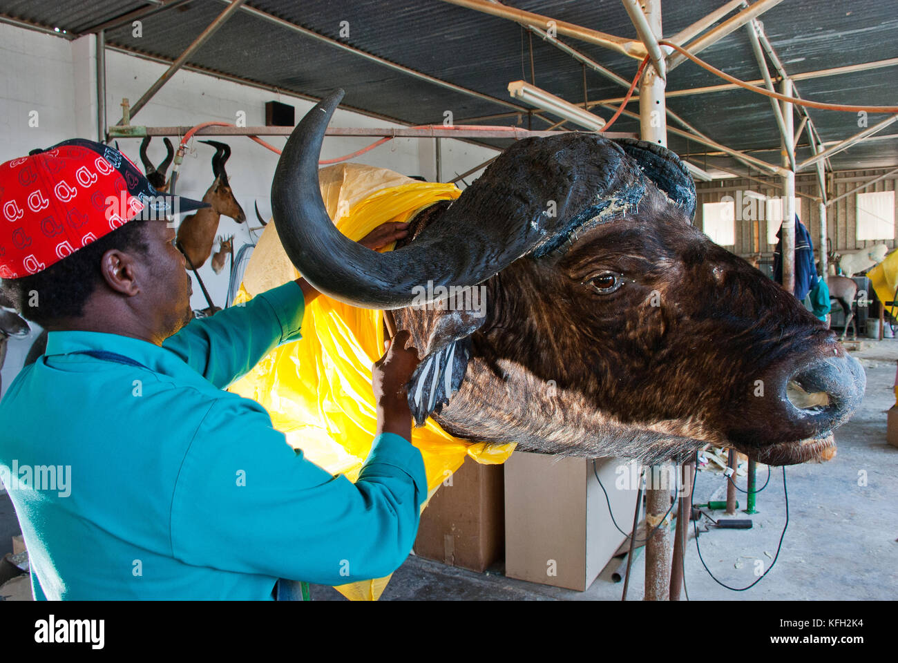 stuffed buffalo head