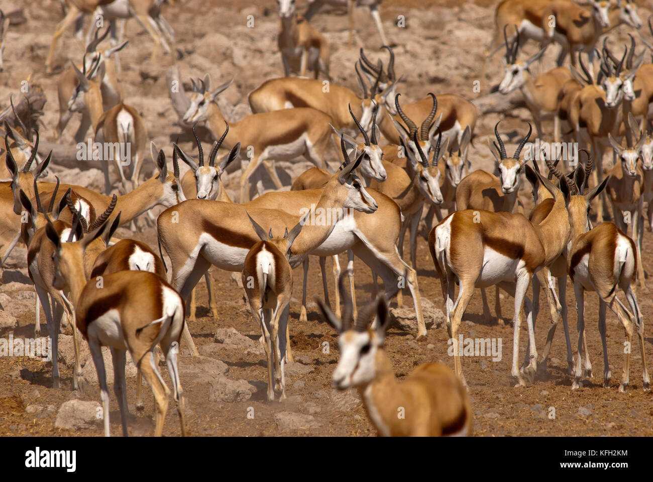 Springbok herd at Rietfontein waterhole, Etosha National Park, Namibia Stock Photo