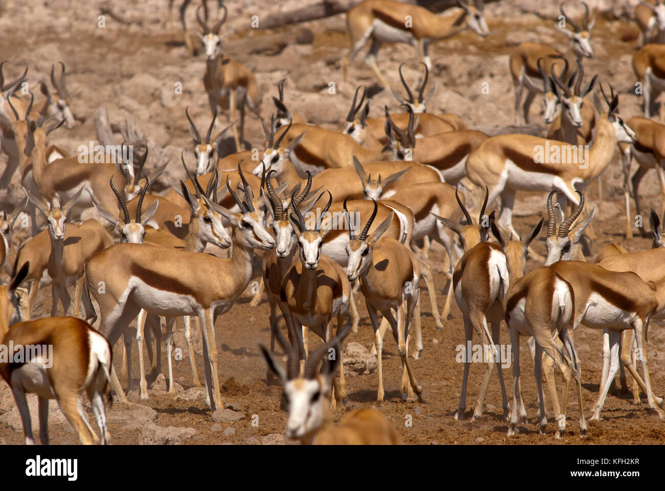 Springbok herd at Rietfontein waterhole, Etosha National Park, Namibia Stock Photo