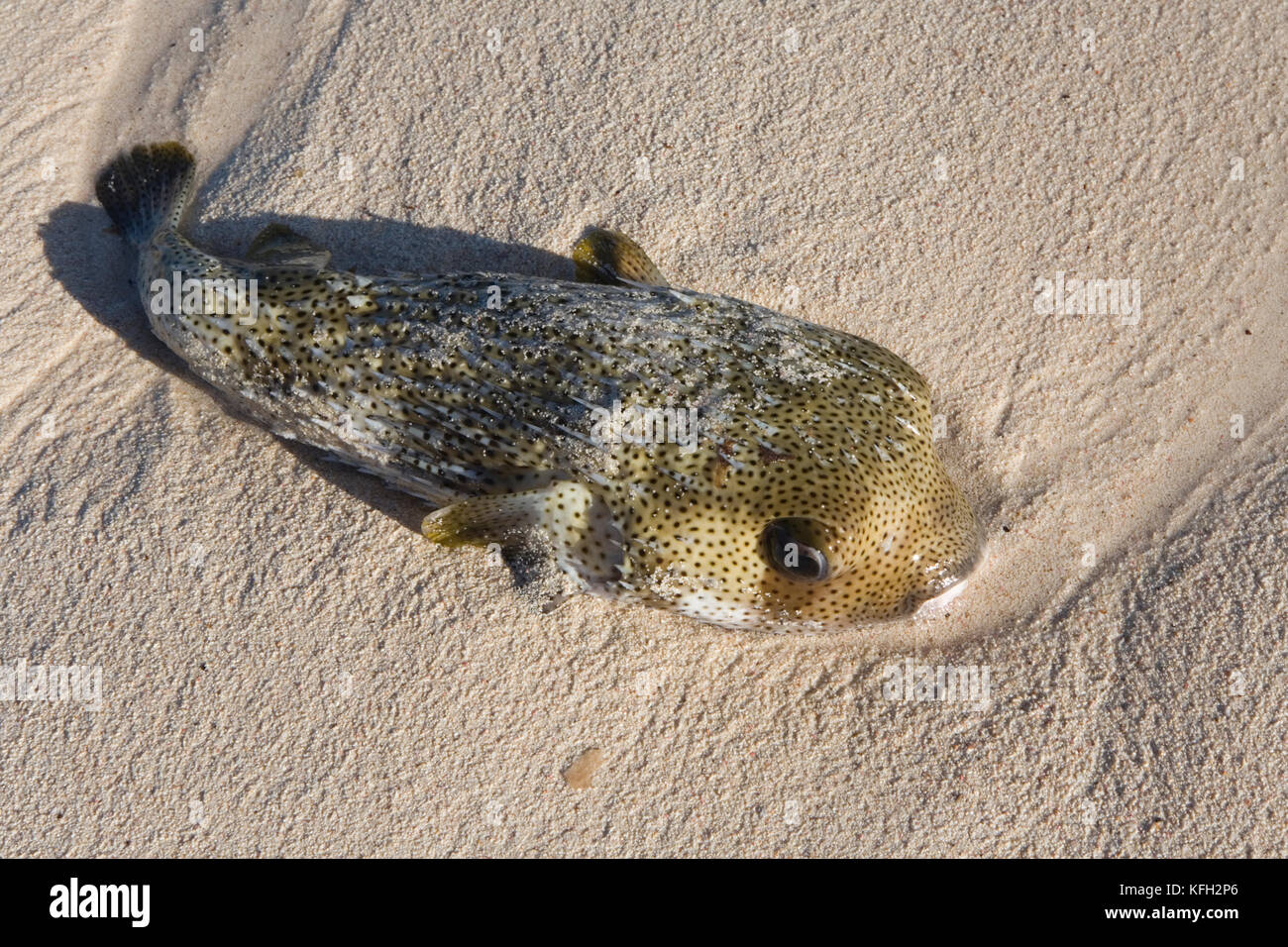 ball fish on sand Stock Photo Alamy