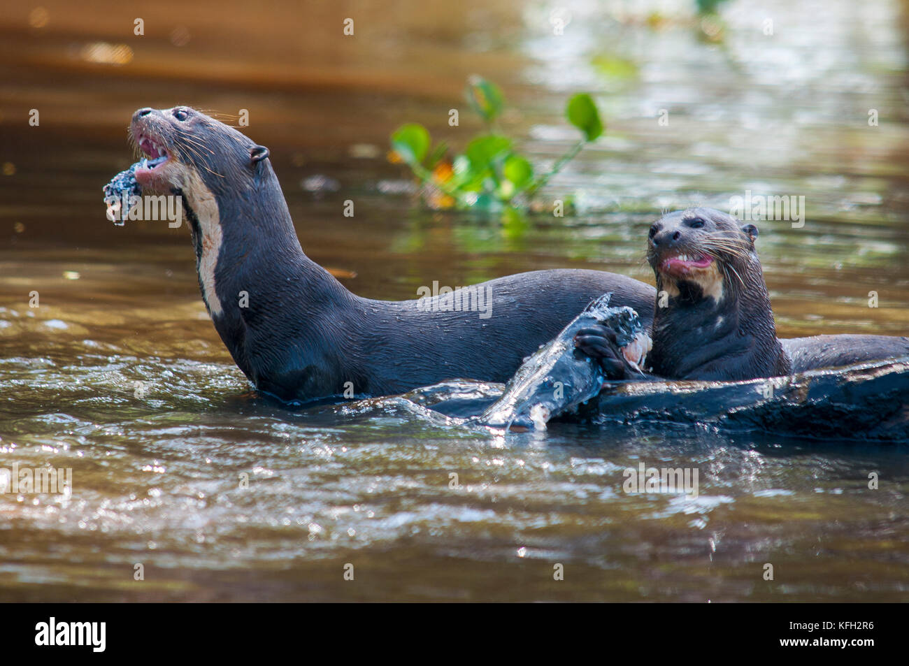 Giant otter eating pintado fish at Pantanal of Mato Grosso, Brazil Stock Photo