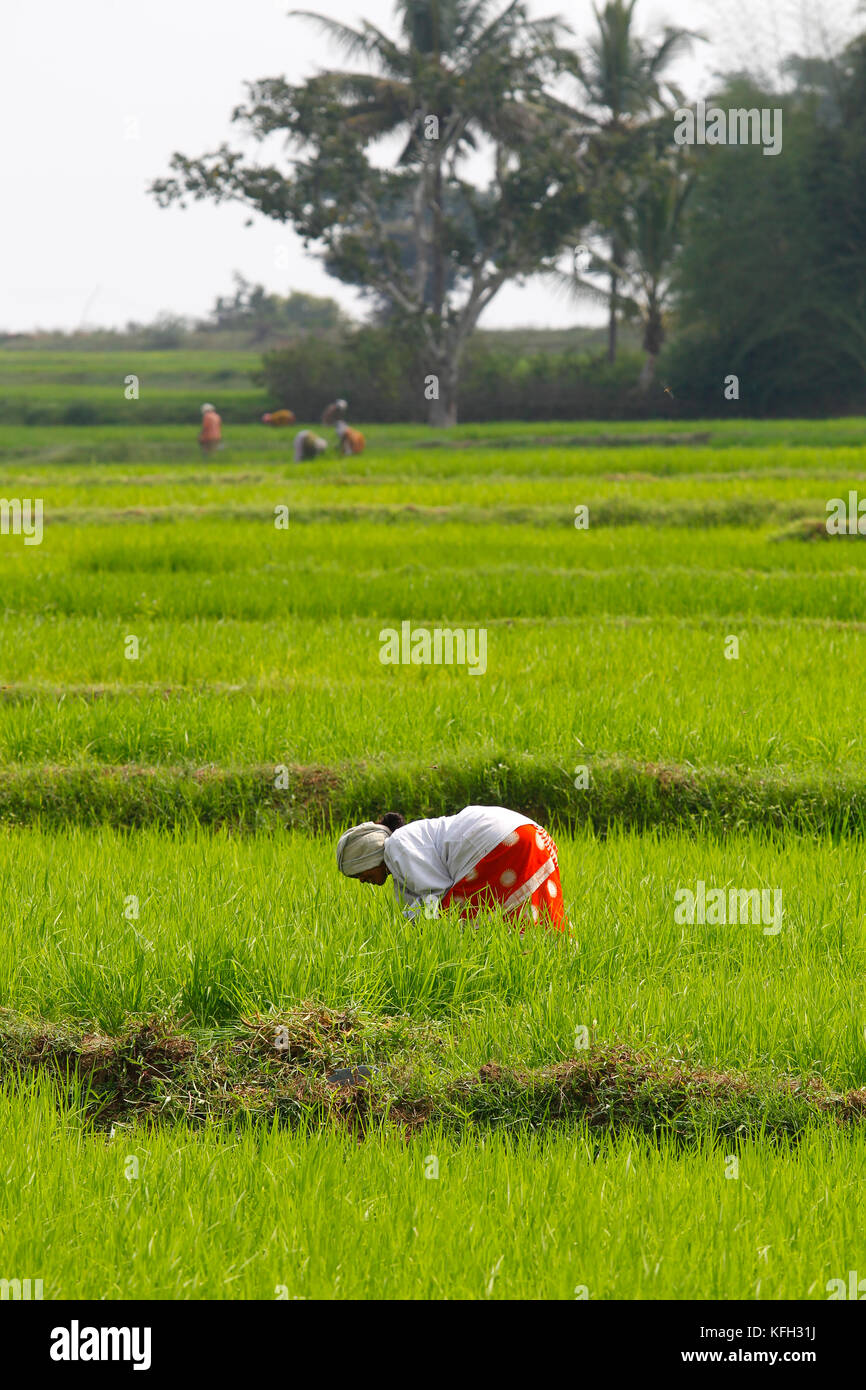 Indian woman working on the field, Karnataka, India Stock Photo - Alamy