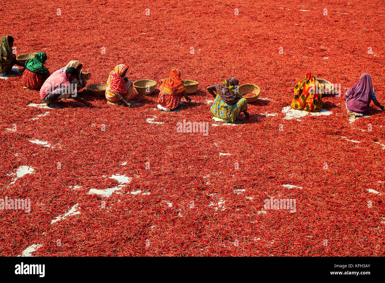 Women process and dry red chili pepper under the sun nearat Shariakandi in Bogra, Bangladesh. Stock Photo