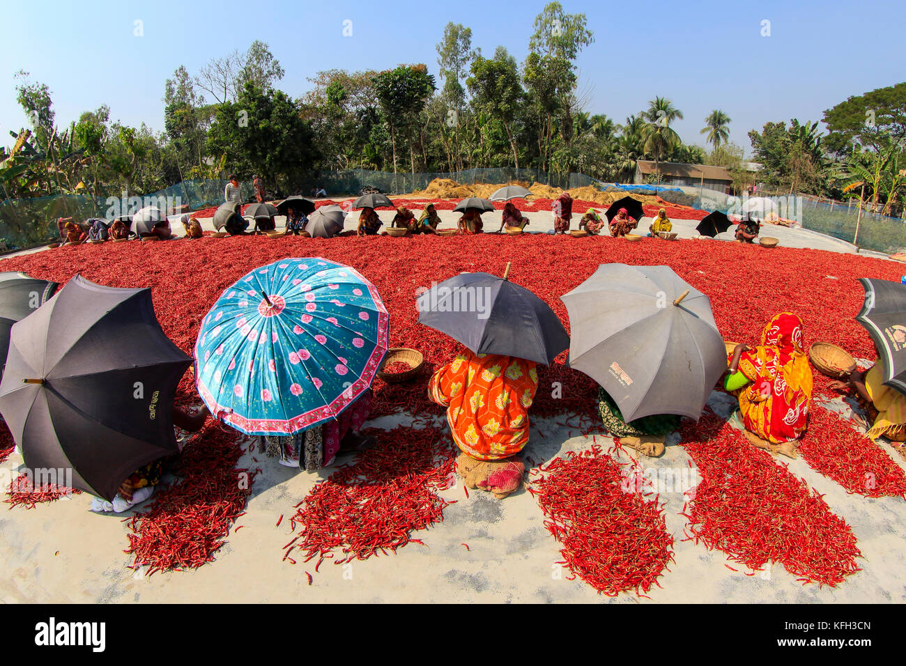 Women process and dry red chili pepper under the sun nearat Shariakandi in Bogra, Bangladesh. Stock Photo