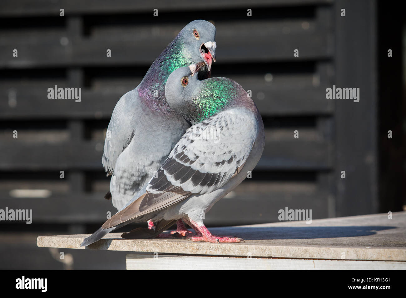 couples of homing pigeon bird natural mating Stock Photo Alamy