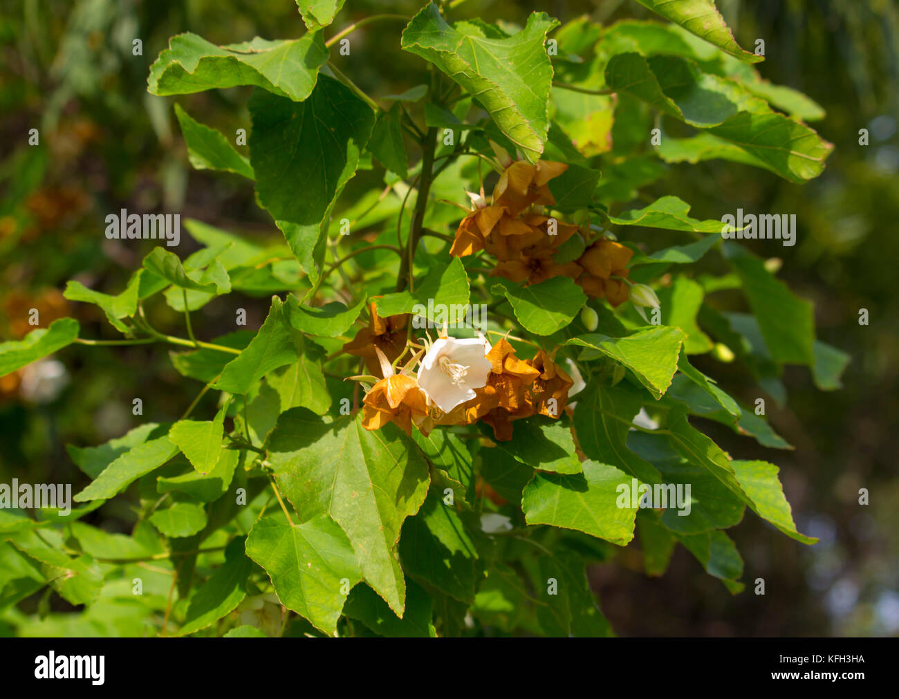 Delicate hanging dainty fragrant white cup shaped ornamental drooping flowers of  Dombeya natalensis  Natal Wedding Flower blooming in late autumn. Stock Photo