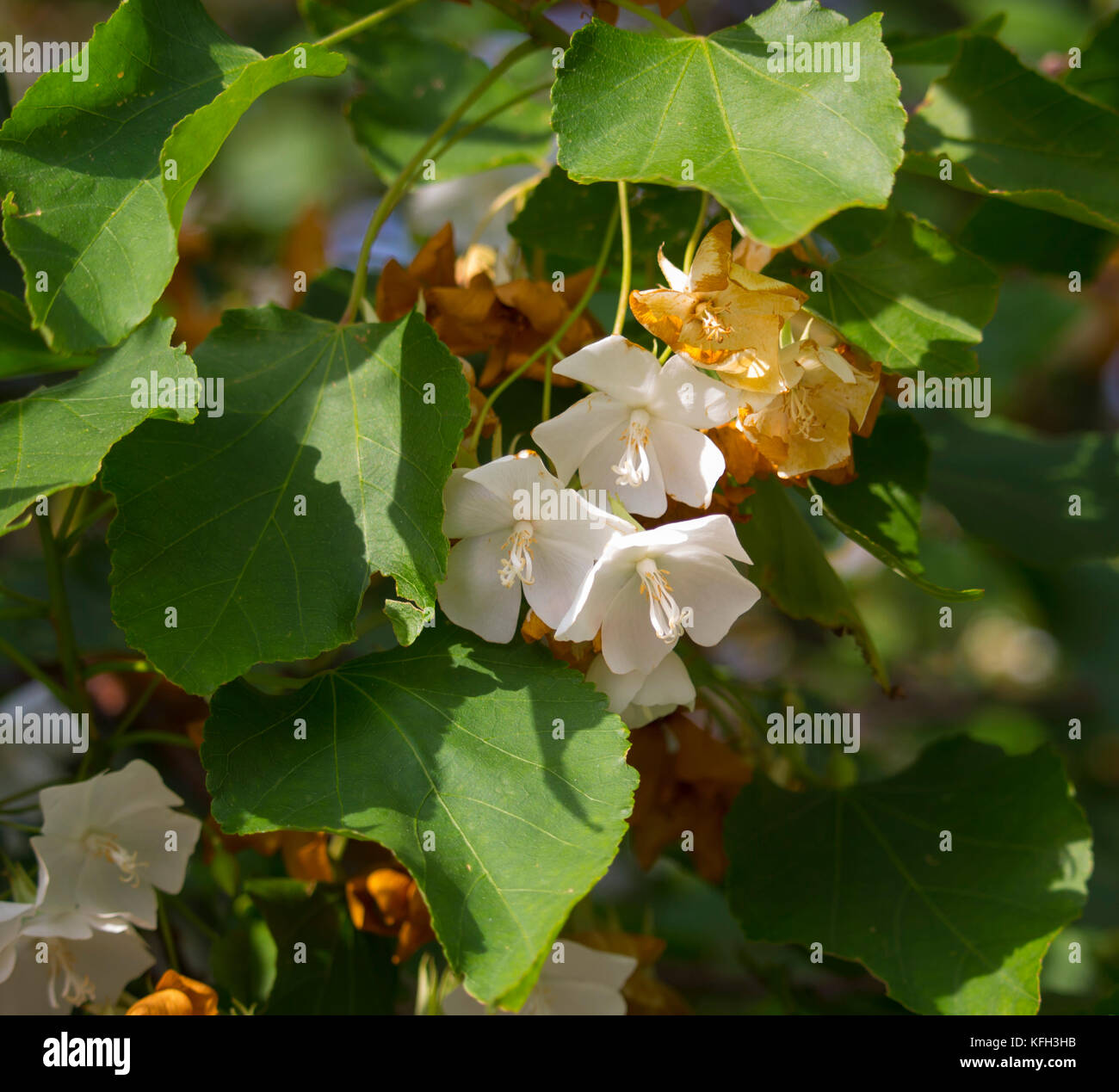 Delicate hanging dainty fragrant white cup shaped ornamental drooping flowers of  Dombeya natalensis  Natal Wedding Flower blooming in late autumn. Stock Photo