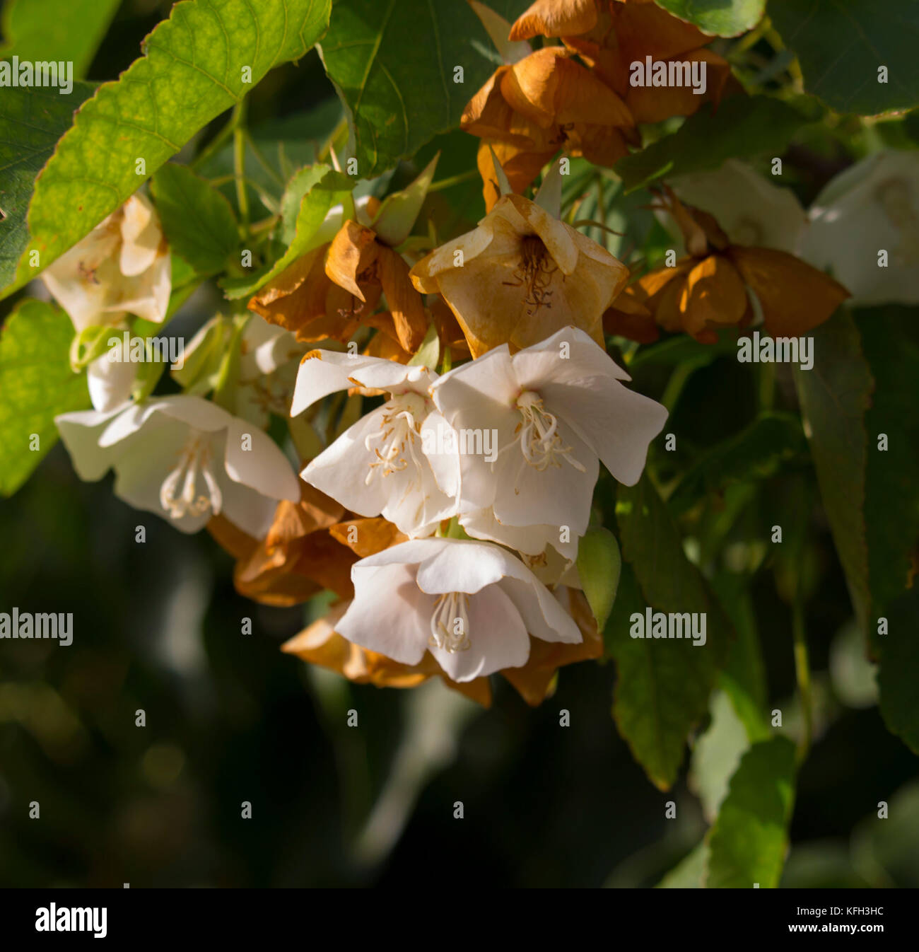 Delicate hanging dainty fragrant white cup shaped ornamental drooping flowers of  Dombeya natalensis  Natal Wedding Flower blooming in late autumn. Stock Photo