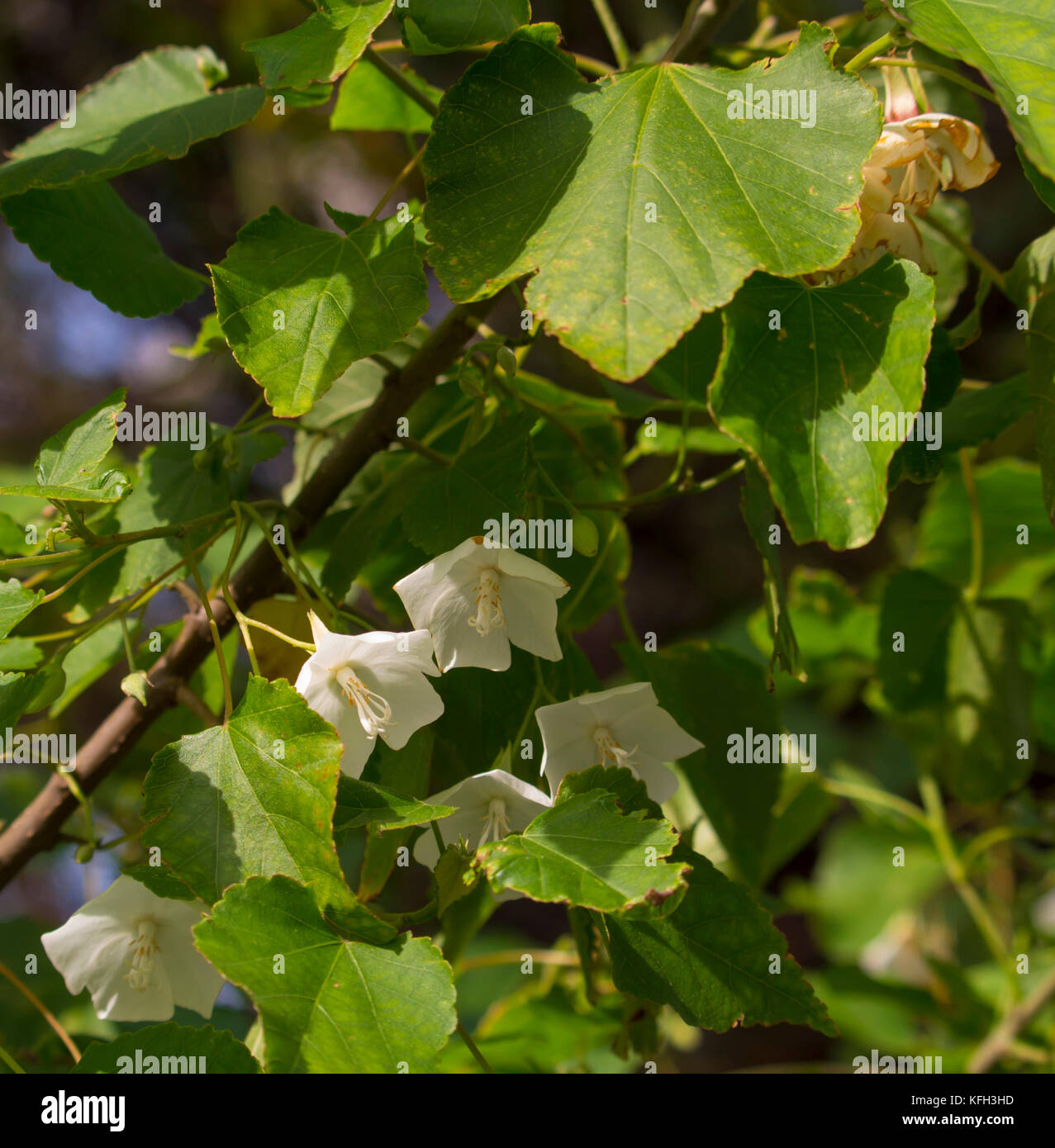 Delicate hanging dainty fragrant white cup shaped ornamental drooping flowers of  Dombeya natalensis  Natal Wedding Flower blooming in late autumn. Stock Photo