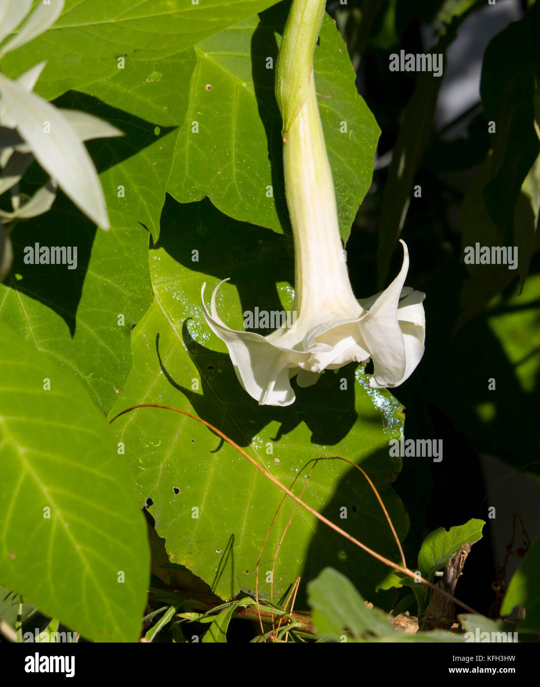 White trumpet flowers of Datura nine species of poisonous vespertine
