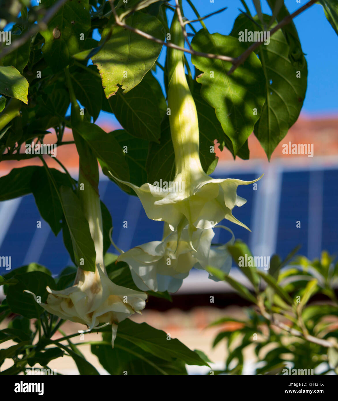 Large pure white trumpet flowers of Datura a genus of nine species of