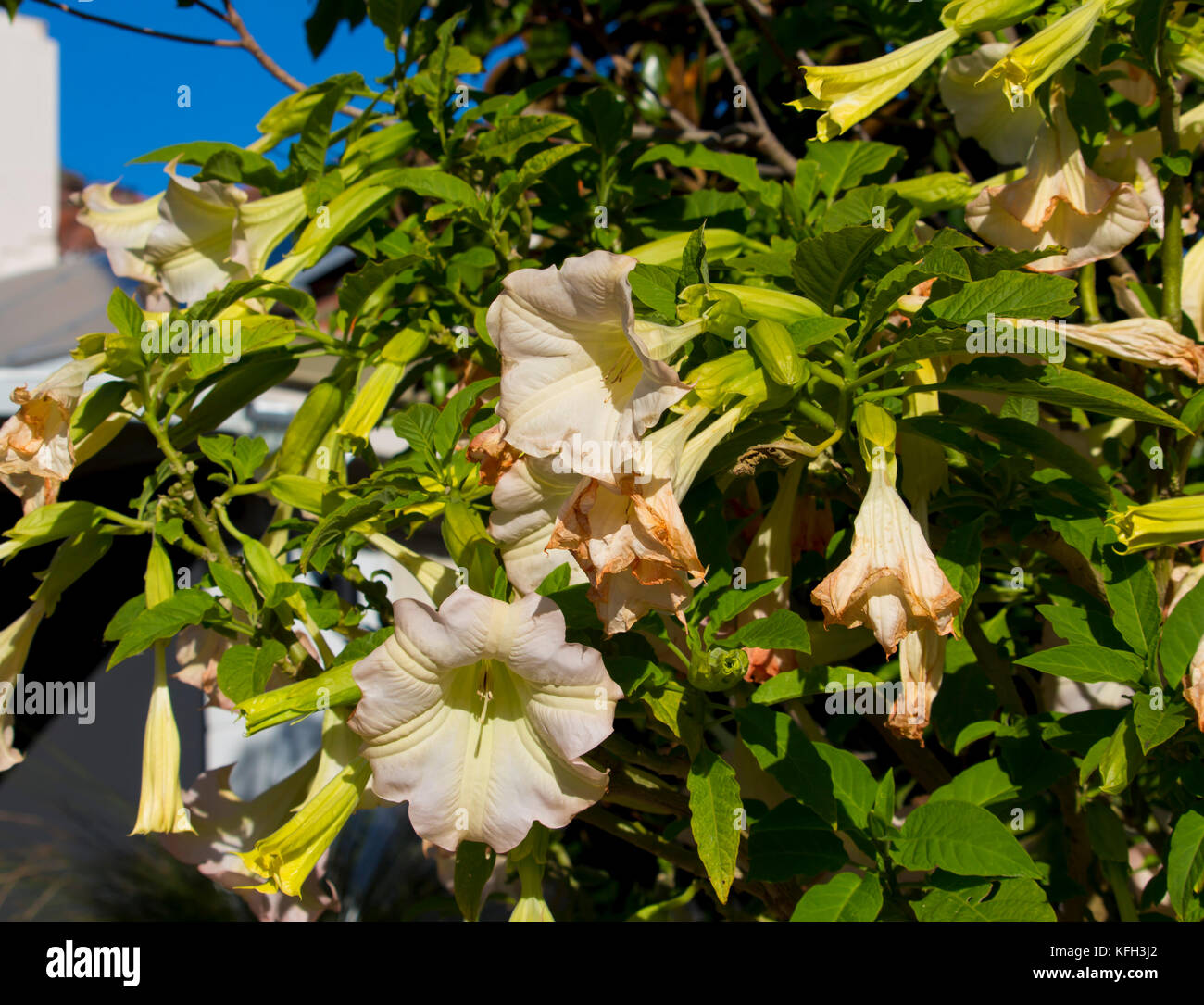 Large pure white trumpet flowers of Datura a genus of nine species of poisonous vespertine flowering plants in family Solanaceae,  Angel's Trumpet. Stock Photo