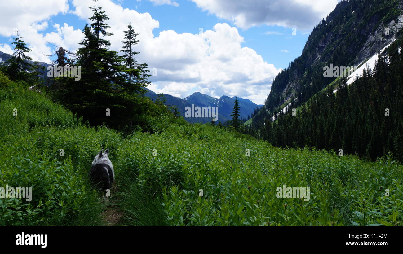 Northwest washington hiking hi-res stock photography and images - Alamy