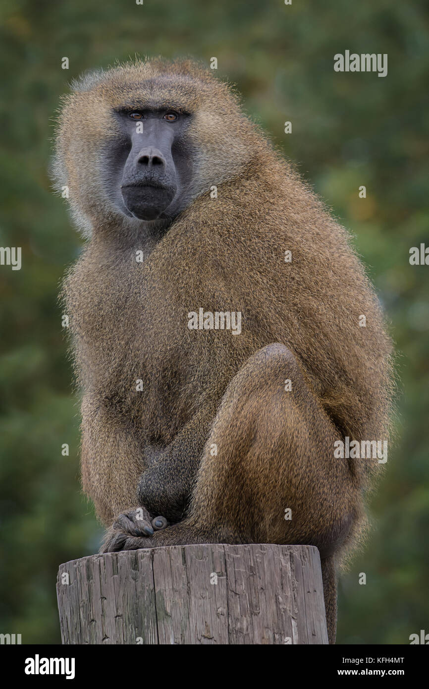 A guinea baboon sitting on the top of a trunk staring forward Stock Photo
