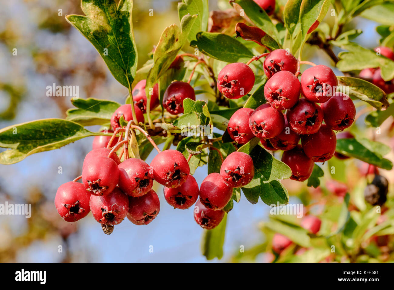 detail of red berry bush, shot in bright fall light at Mantua, Italy Stock Photo