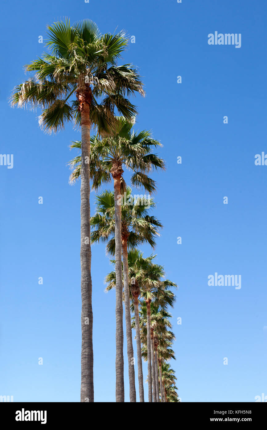 Palm trees rising into the sky (Marbella, Malaga, Andasia, Spain) Stock Photo