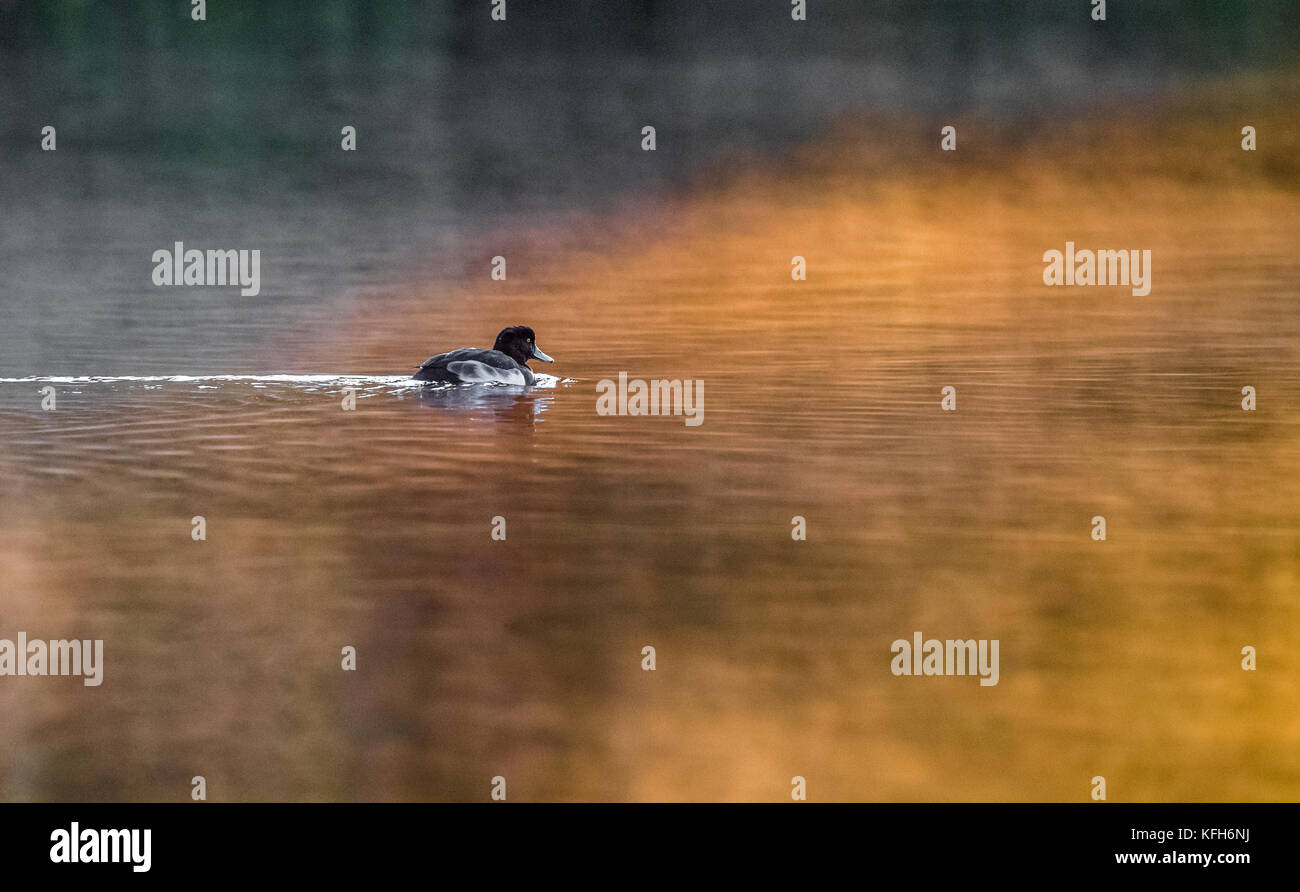 Male Tufted duck swimming on a mist covered lake. Stock Photo