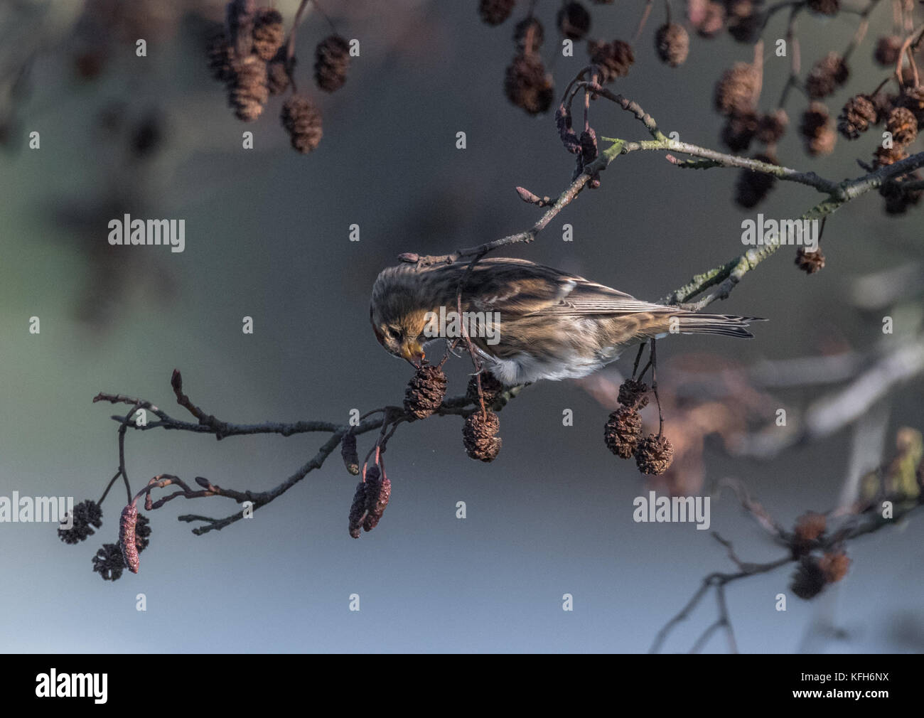 Adult male Linnet feeding off seeds from a Alder tree. Stock Photo