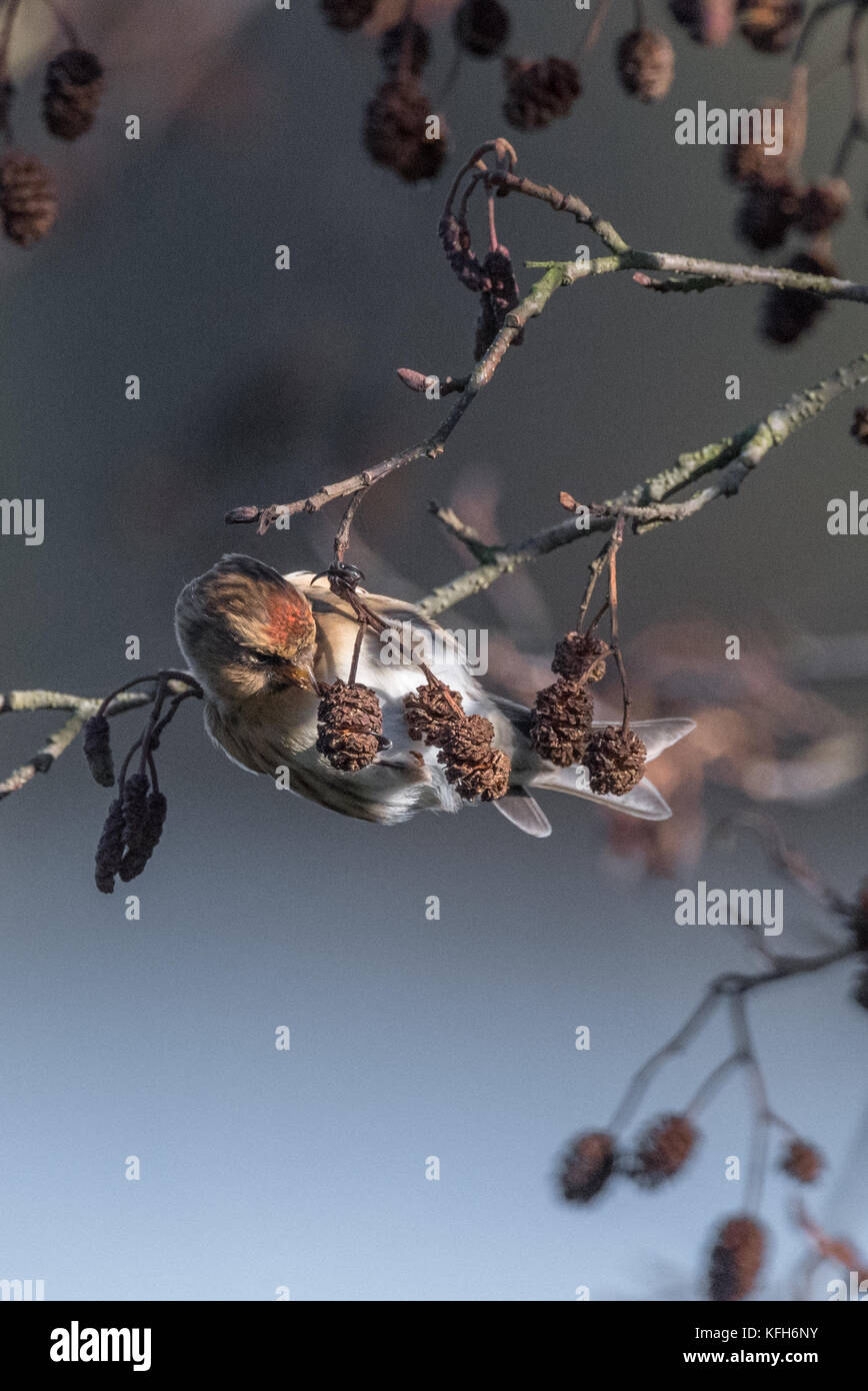 Adult male Linnet feeding off seeds from a Alder tree. Stock Photo