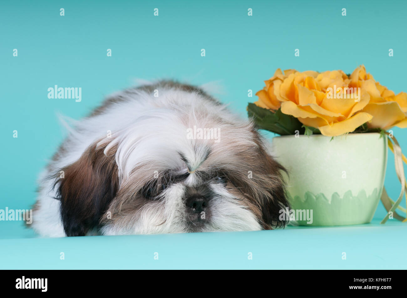 Shih tzu puppy lying with sad face down and looking at camera Stock