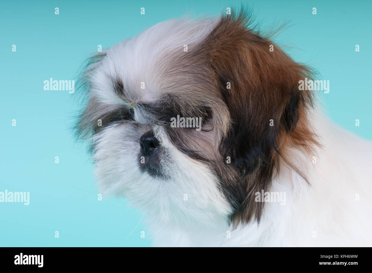 Sitzhu Closeup portrait of cute shih tzu puppy at studio Stock Photo - Alamy