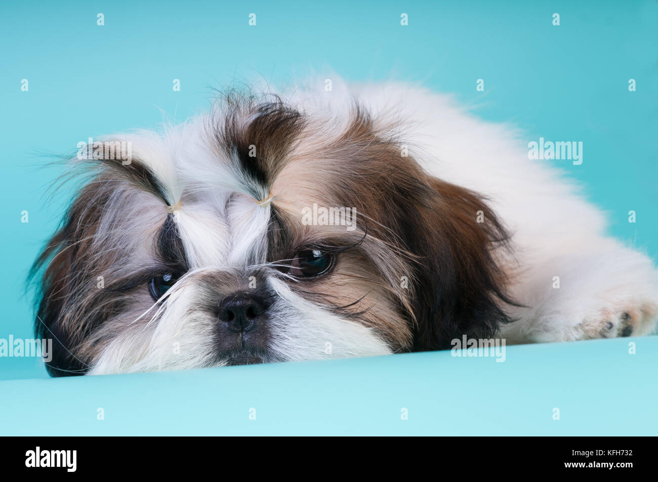 Shih tzu puppy lying with sad face down and looking at camera Stock Photo