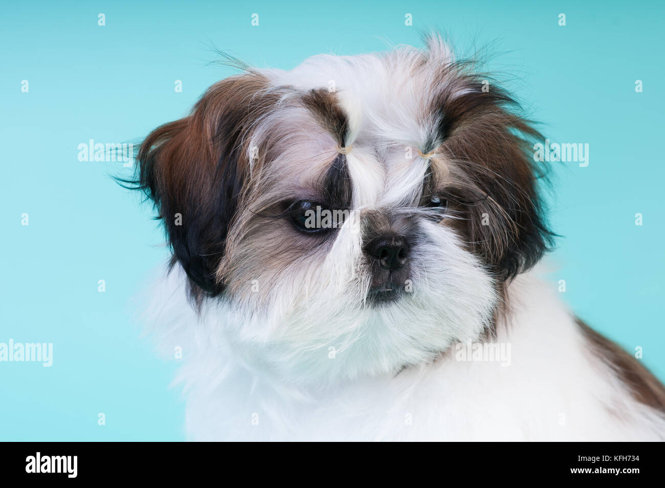 Shih tzu puppy portrait at studio closeup portrait with sad look down