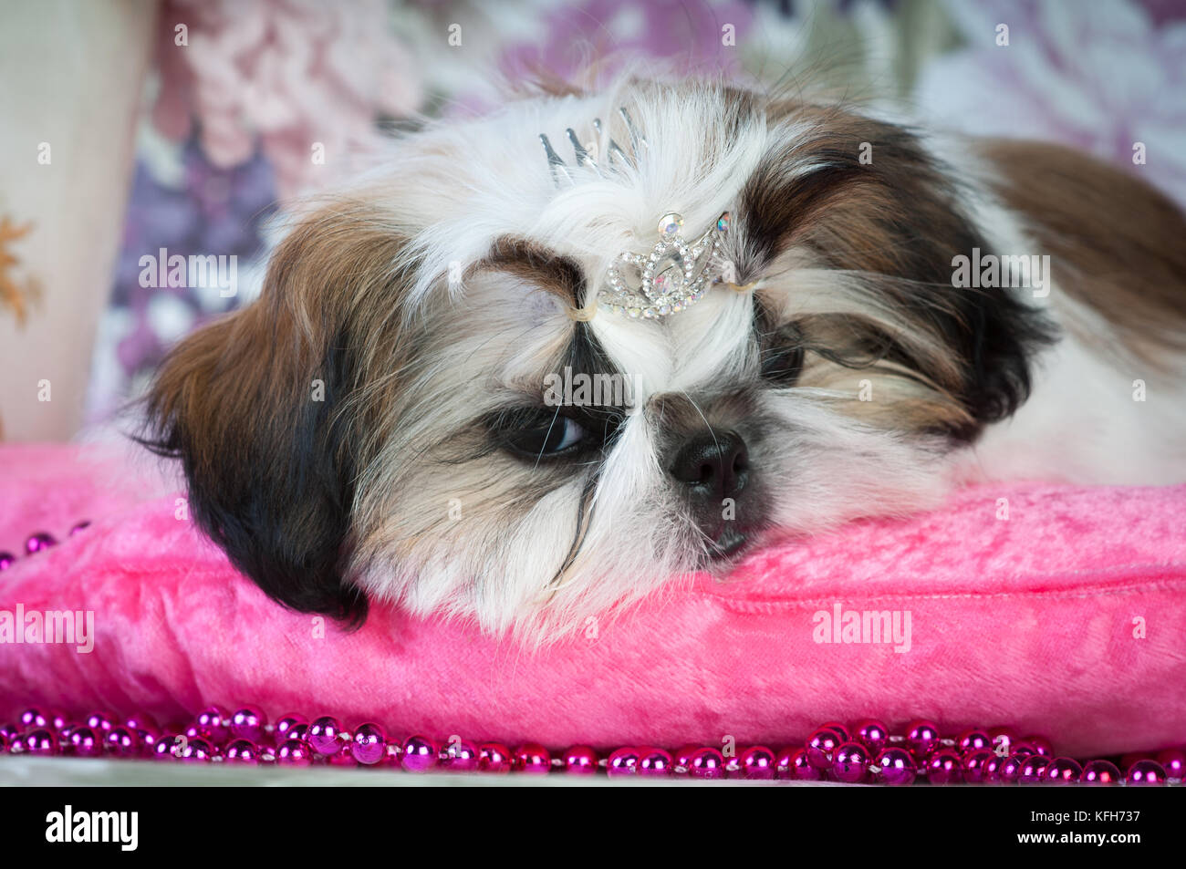 Shih tzu puppy lying with sad face down and looking at camera Stock