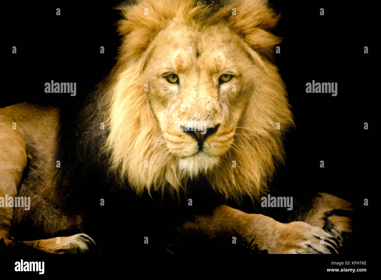 Lion portrait on black background. Big adult lion with rich mane Stock Photo