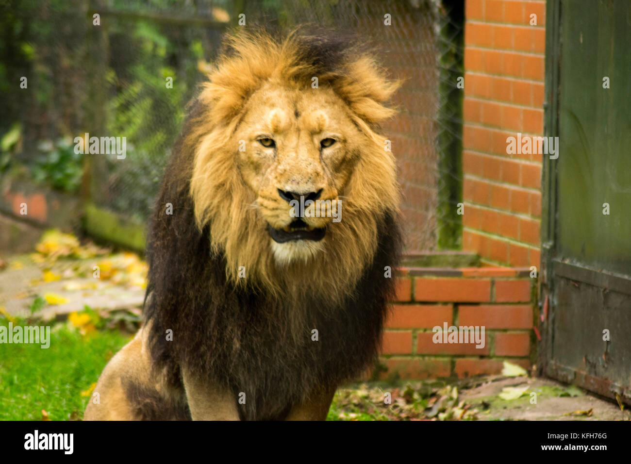 Lion portrait on black background. Big adult lion with rich mane Stock Photo