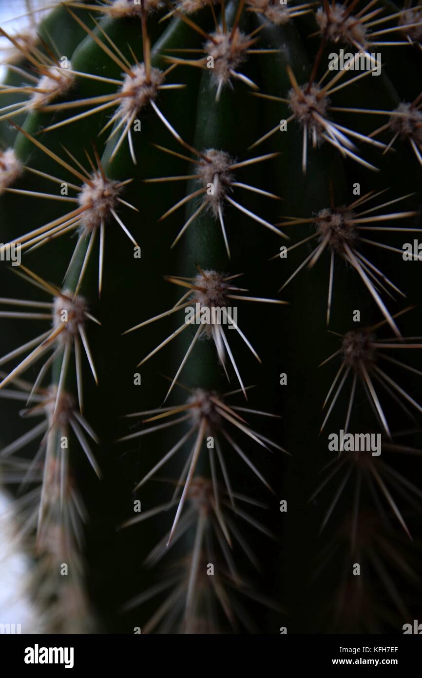 long thorns of a opuntia, close up of a cactus, desert plant Stock Photo