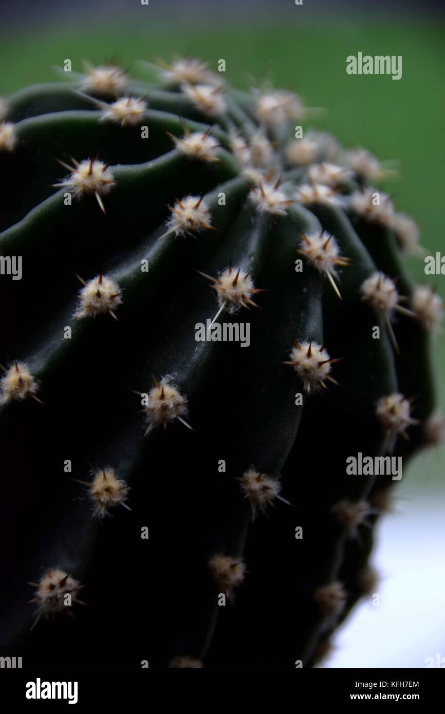 close up of a cactus, desert plant Stock Photo