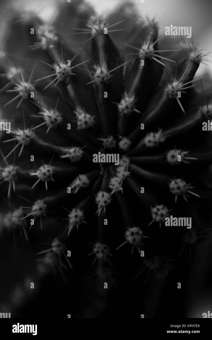 Cactaceae spines detail Black and White Stock Photos & Images - Alamy