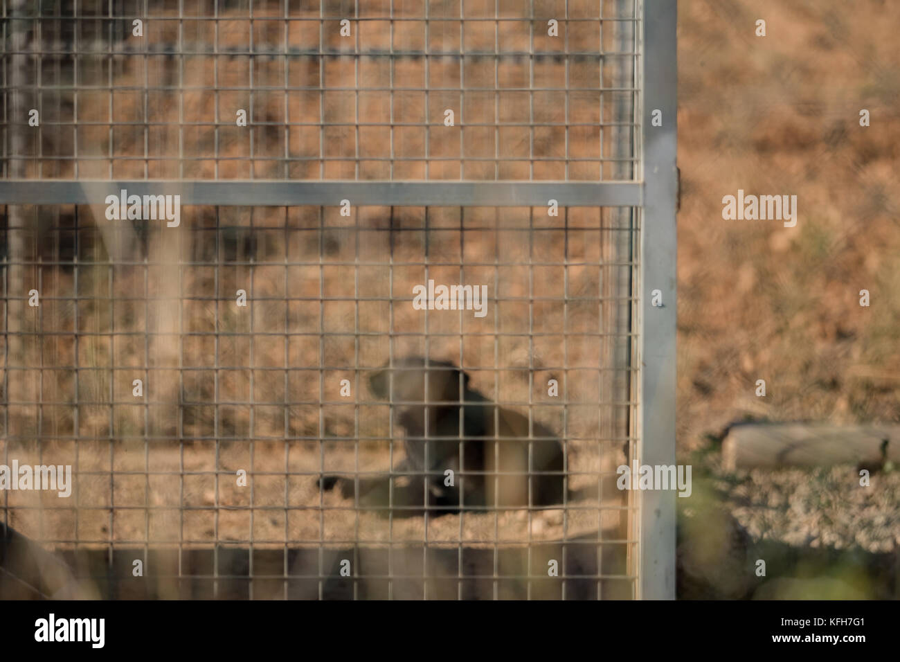 Black dog in the kennel in Spain Stock Photo Alamy