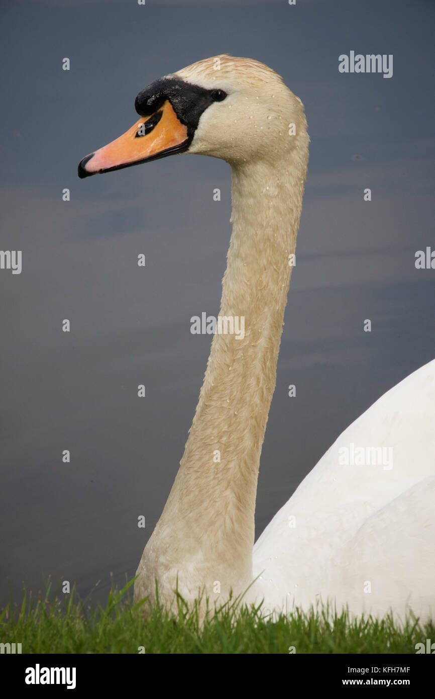 Swan photographed in summer, Sussex, England, UK Stock Photo Alamy