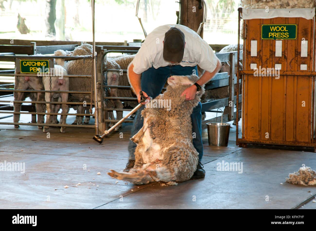 Sheep shearing new zealand hires stock photography and images Alamy
