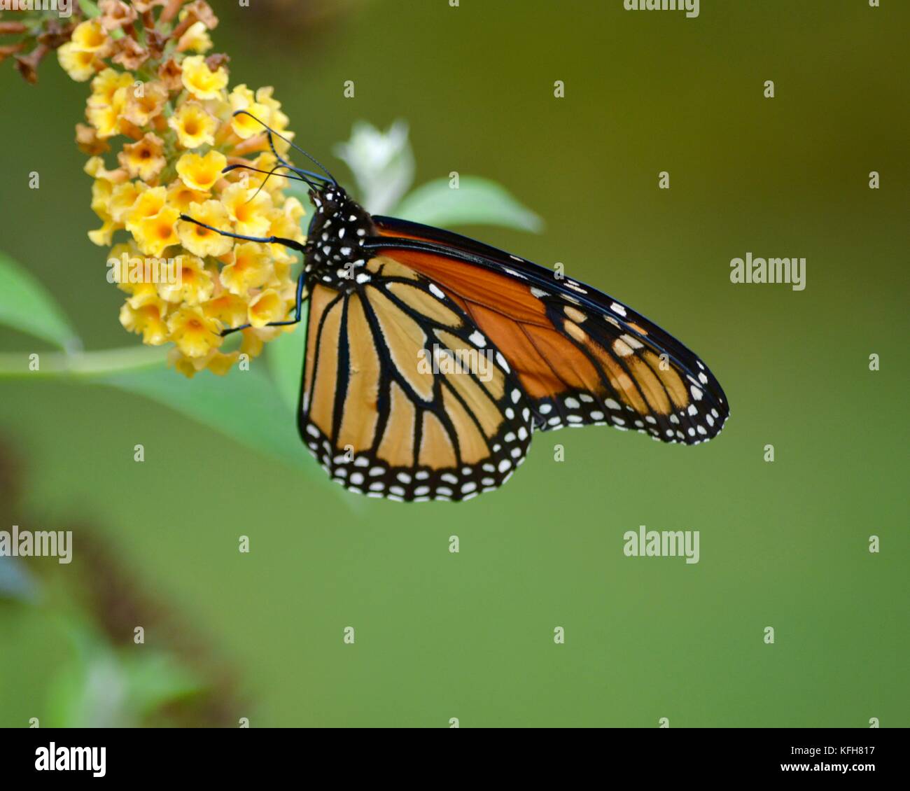 Monarch butterfly on yellow flower Stock Photo - Alamy