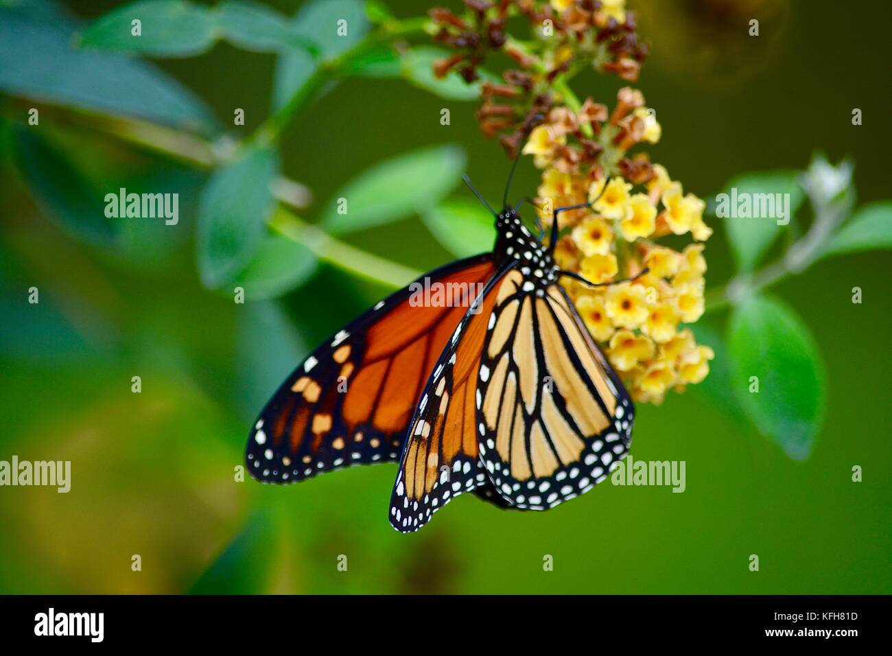 Monarch butterfly on yellow flower Stock Photo - Alamy