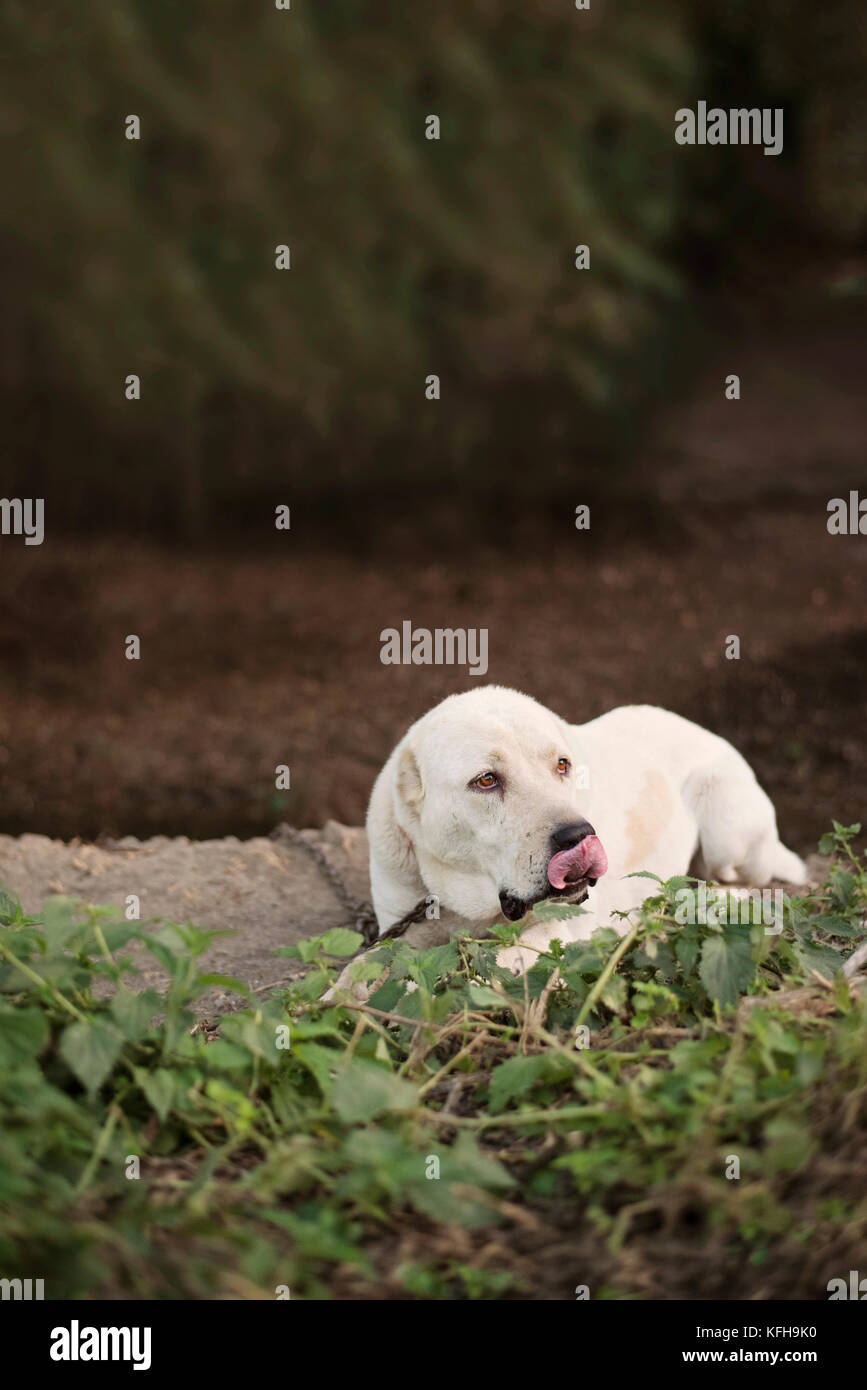 Big white dog breed Alabay Stock Photo