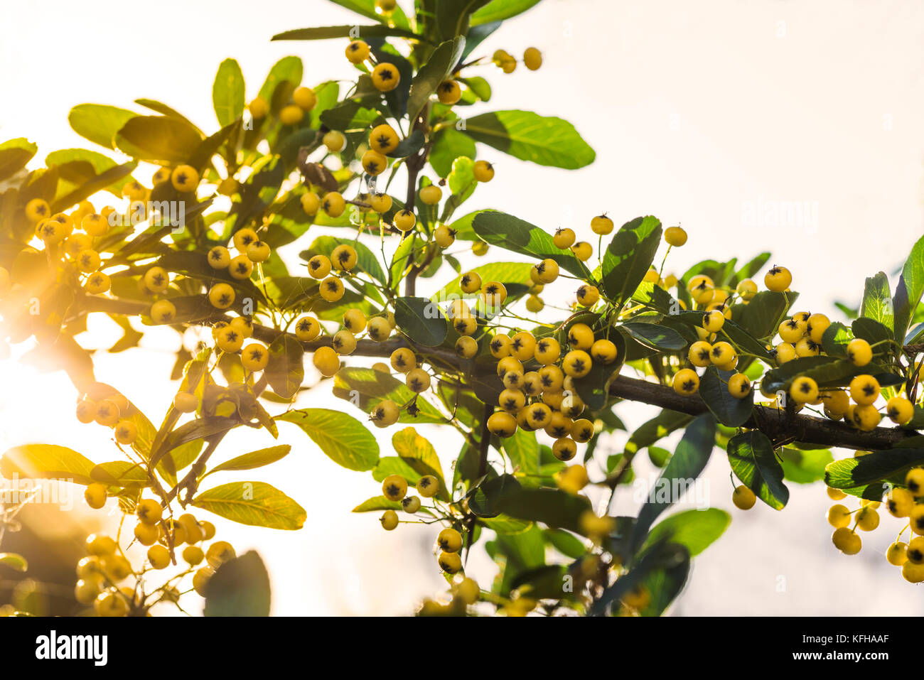 Pyracantha yellow autumn berries. Stock Photo