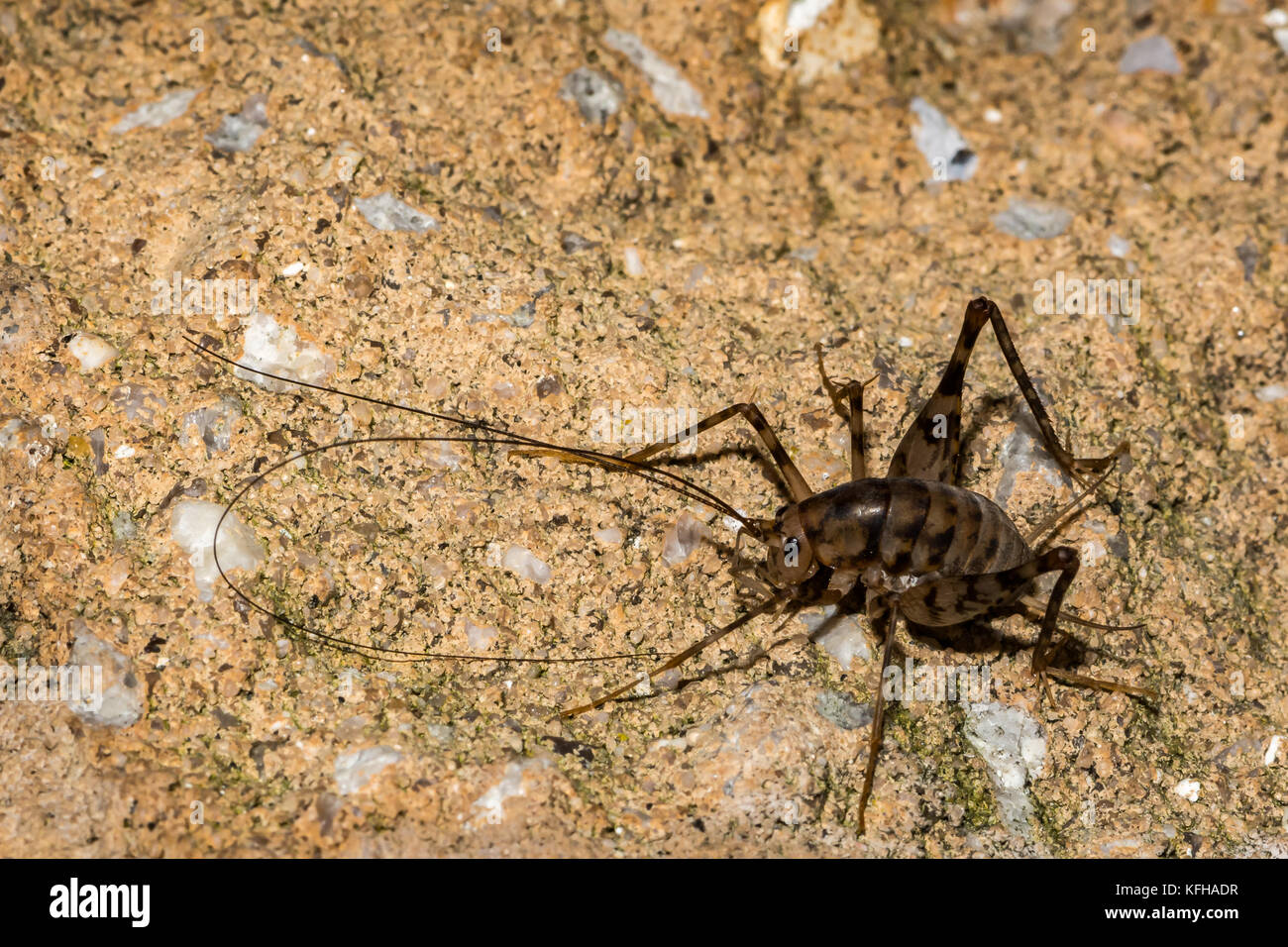 Camel Cricket climbing on a foundation wall. Stock Photo