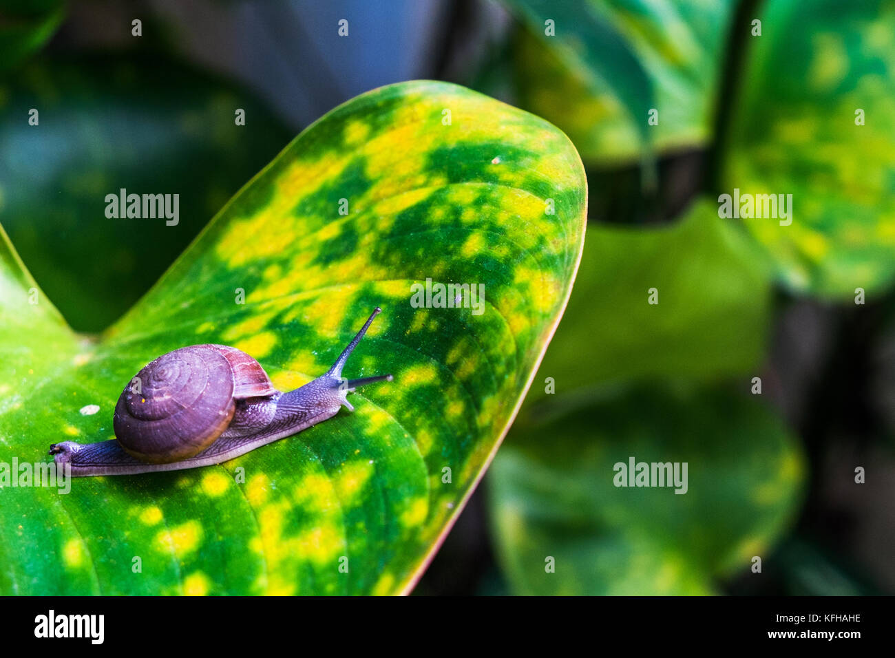 A little snail crawls on the big leaf Stock Photo - Alamy