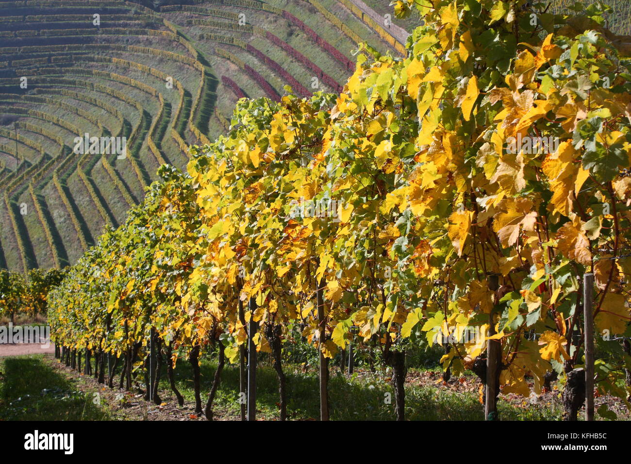 Weinberge, Weinreben in der Ortenau bei Durbach Stock Photo