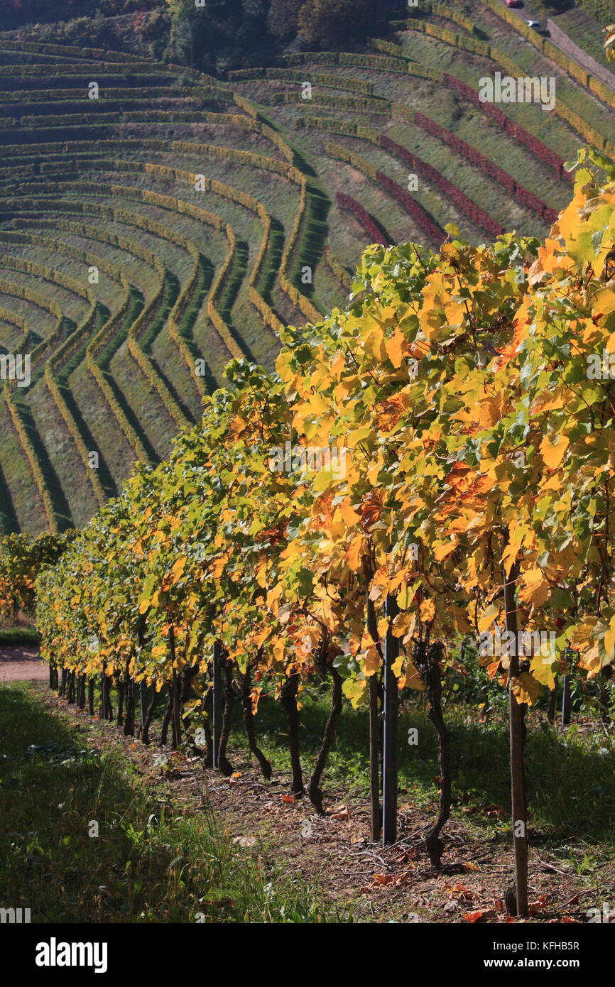 Weinberge, Weinreben in der Ortenau bei Durbach Stock Photo