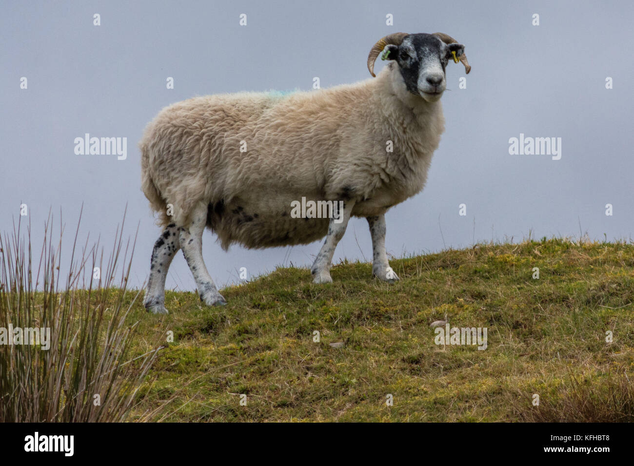 Black Face Ewe, Tomatin, Inverness shire, Scotland, United Kingdom Stock Photo