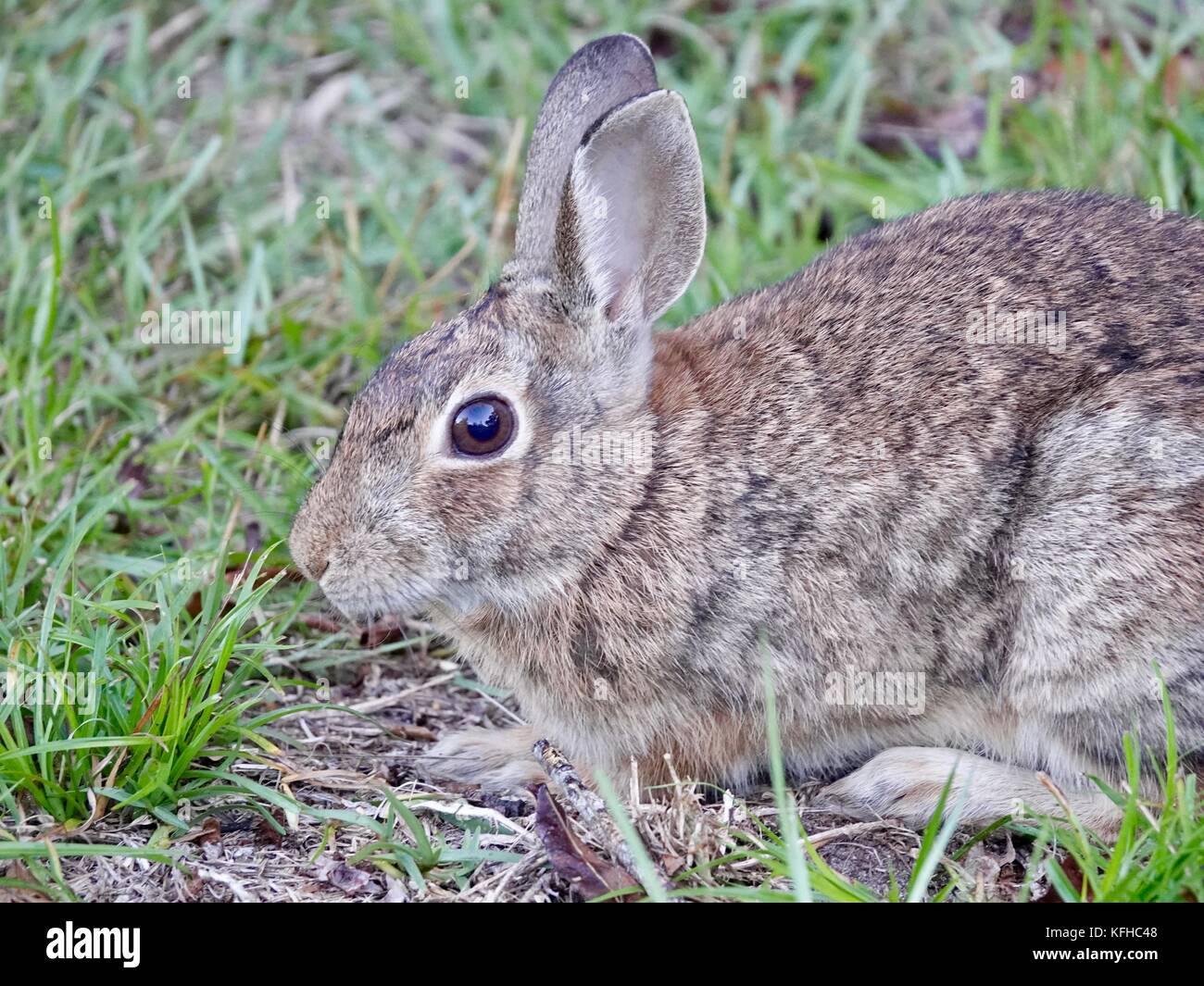 Large brown rabbit, foraging in grassy area. Gainesville, Florida, USA