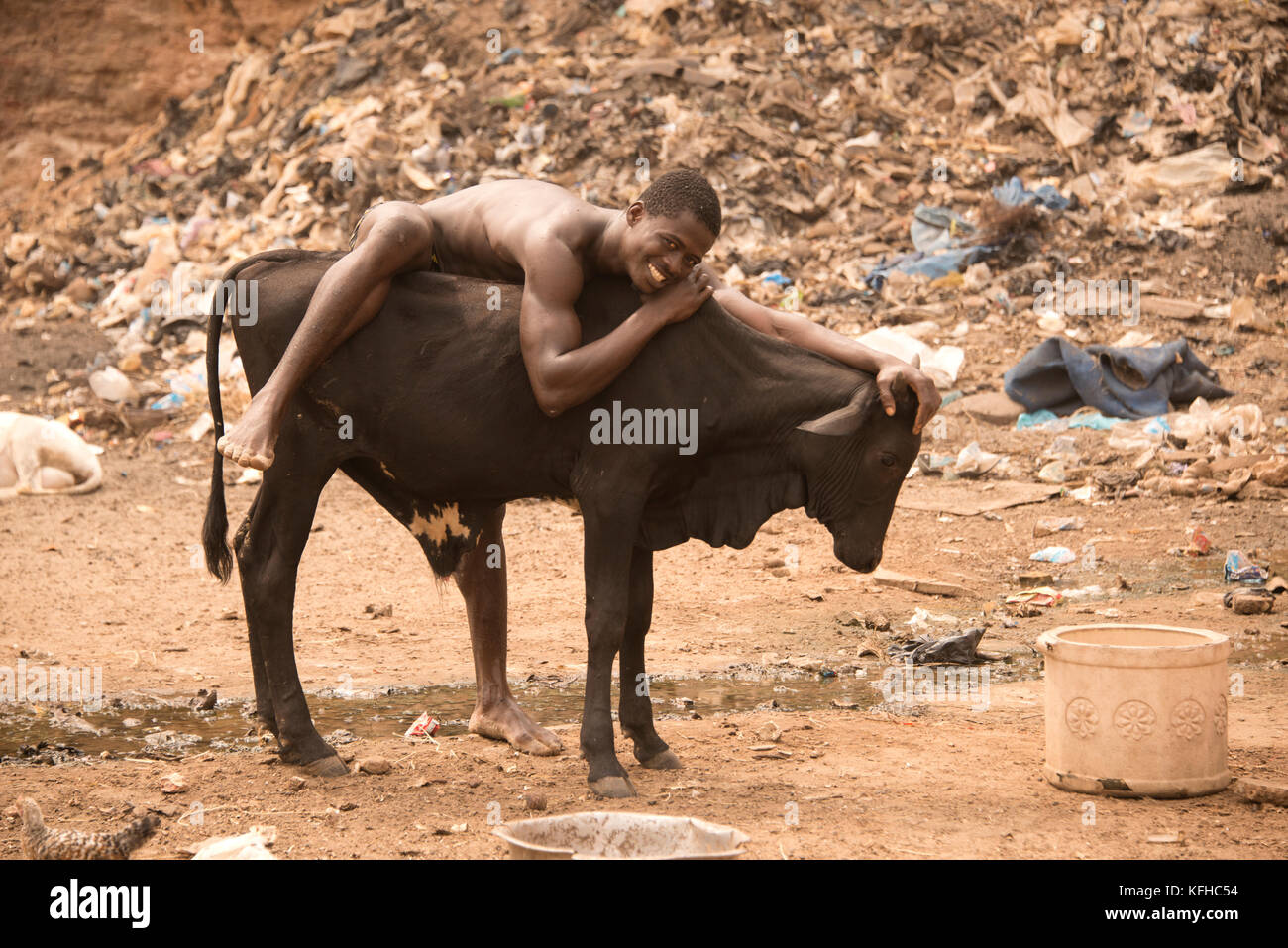 Young man and bull Stock Photo