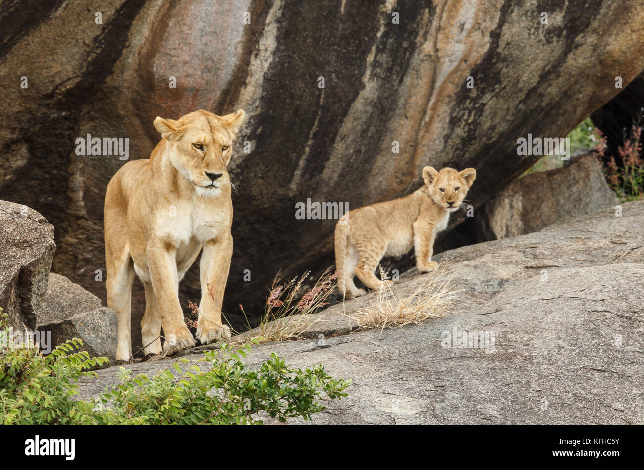 African Lioness With Cubs Stock Photo Alamy african-lioness-with-cubs-stock-photo-alamy