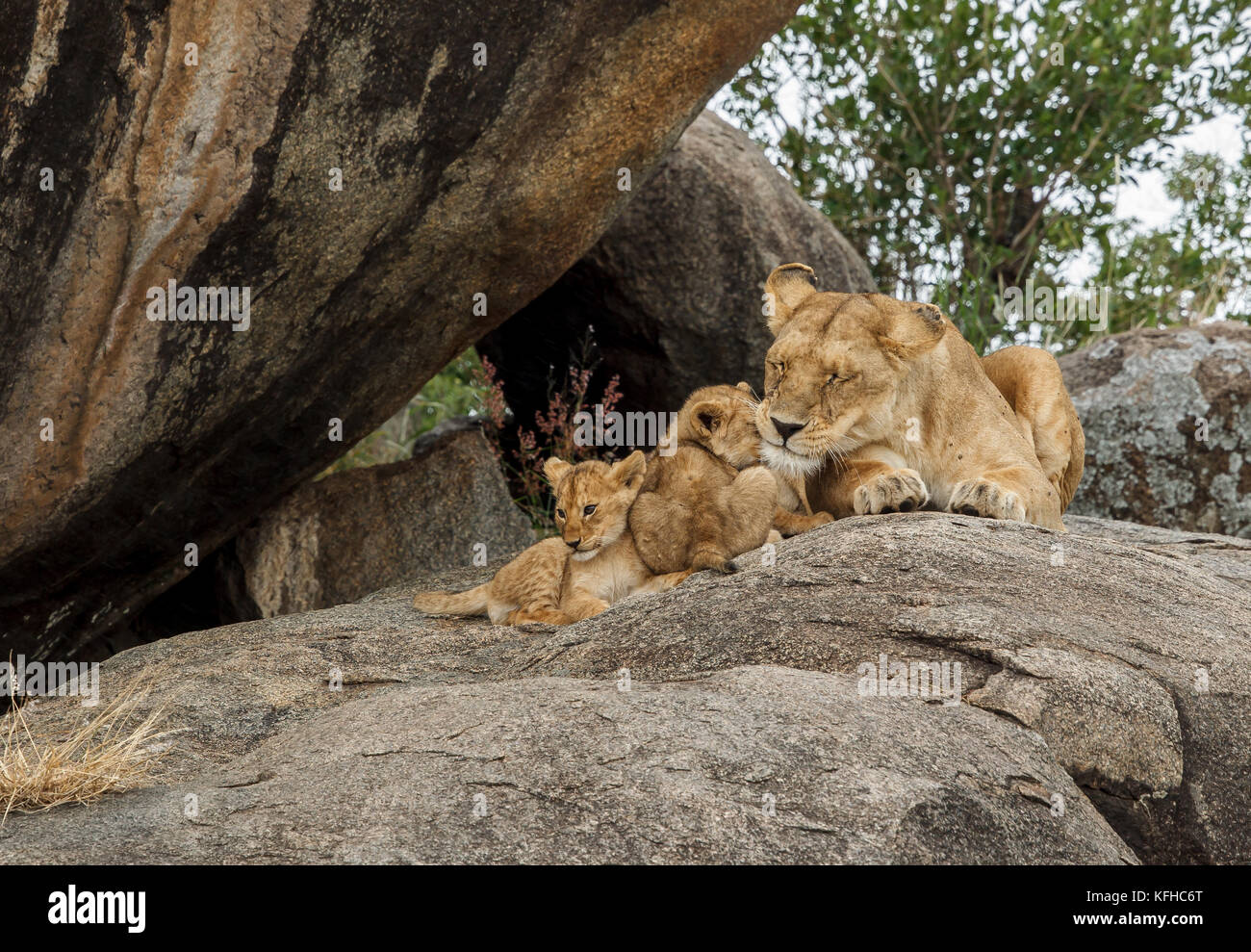 African Lioness With Cubs Stock Photo Alamy african-lioness-with-cubs-stock-photo-alamy